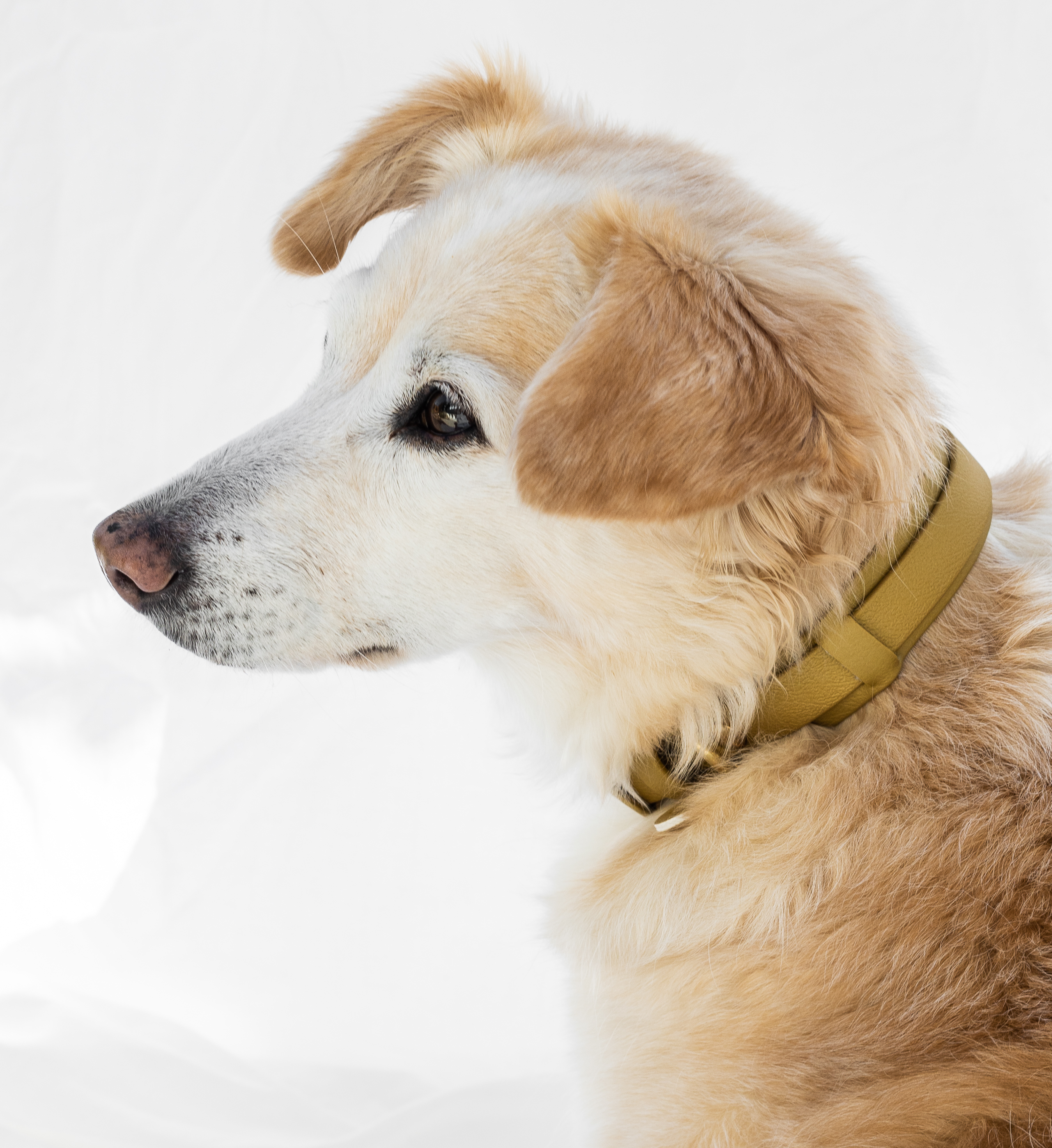 hochwertiges Hundehalsband aus biothane in gold - frauchenglueck.ch